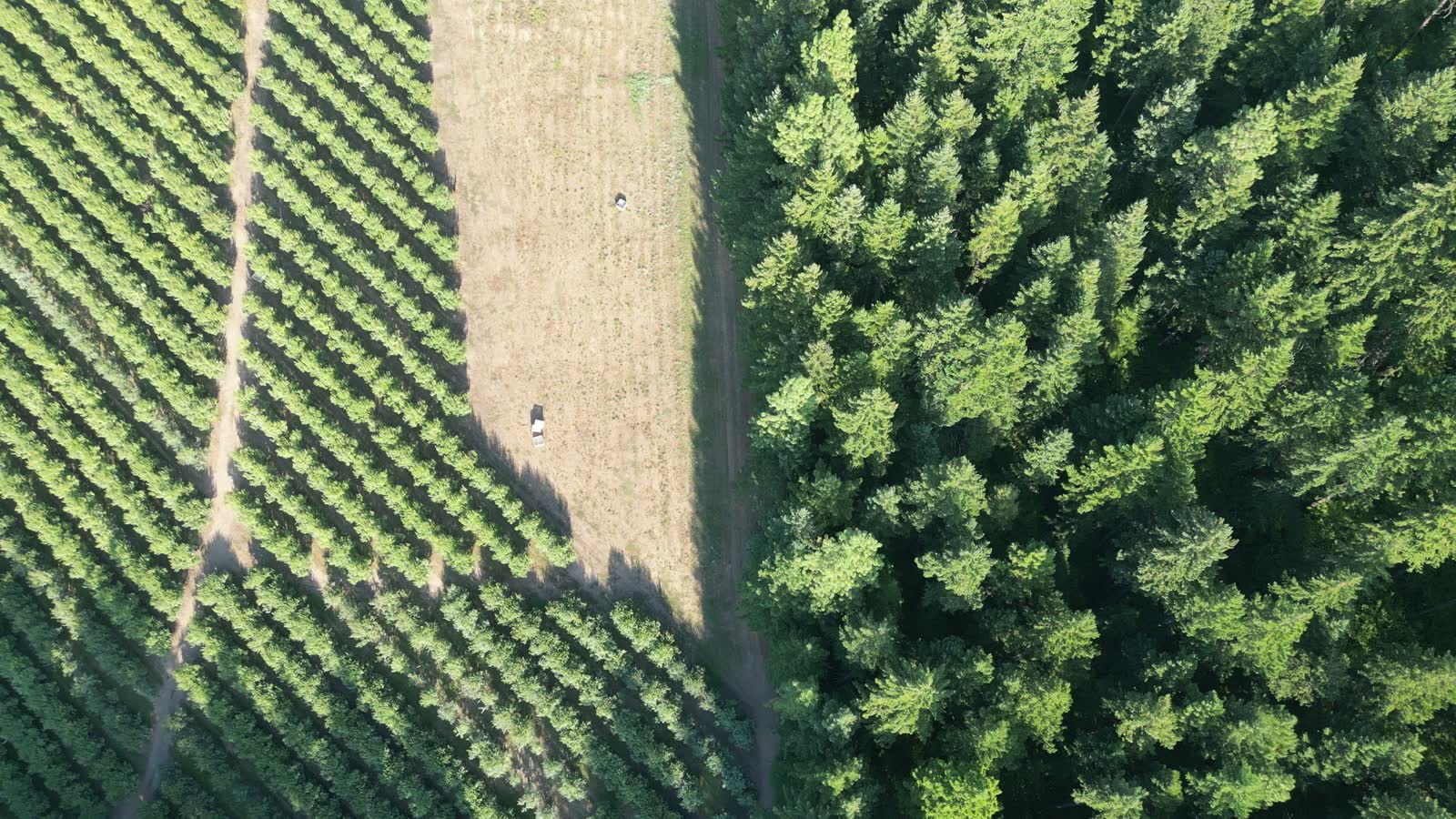 Planted rows meeting wild forest, seen from directly above